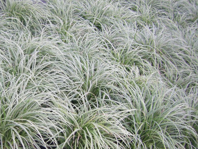 Carex morrowii 'Silver Sceptre'